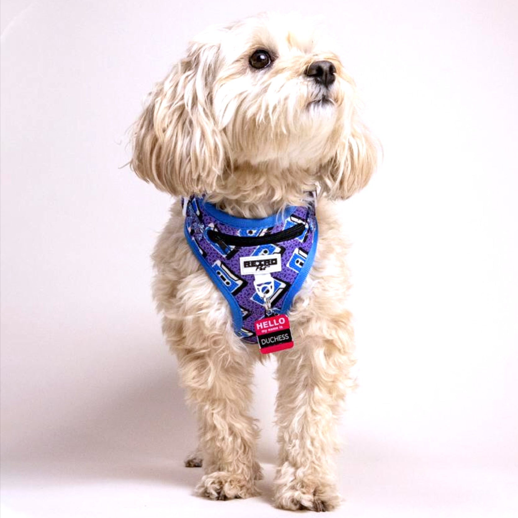 Retro Pet Dog Harness 🐶 by Retro Pet | Mission Dispensary